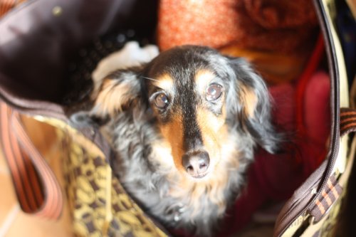 かりんと遊ぼっ♪