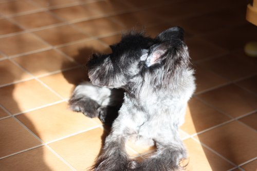 かりんと遊ぼっ♪