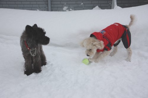 かりんと遊ぼっ♪