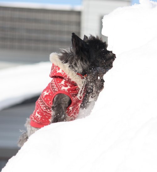 かりんと遊ぼっ♪