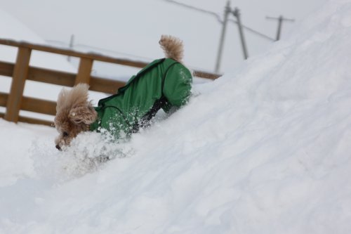 かりんと遊ぼっ♪