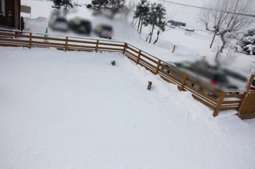 かりんと遊ぼっ♪