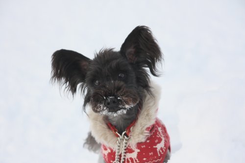 かりんと遊ぼっ♪