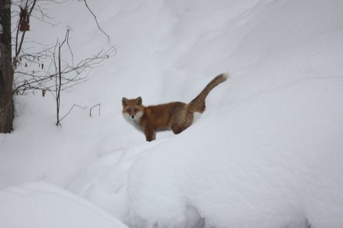 かりんと遊ぼっ♪