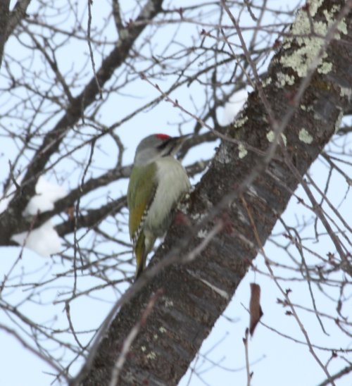 かりんと遊ぼっ♪