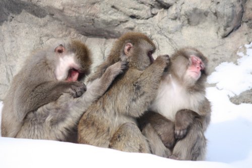 かりんと遊ぼっ♪