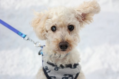 かりんと遊ぼっ♪