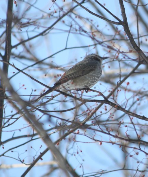 かりんと遊ぼっ♪