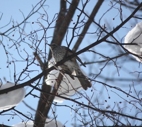 かりんと遊ぼっ♪