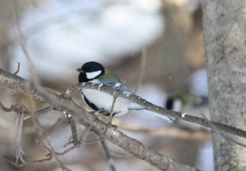 かりんと遊ぼっ♪