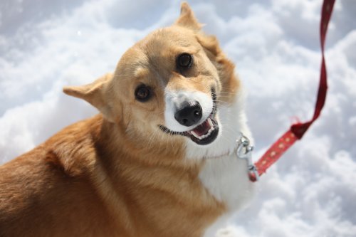 かりんと遊ぼっ♪