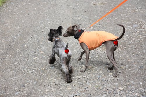 かりんと遊ぼっ♪