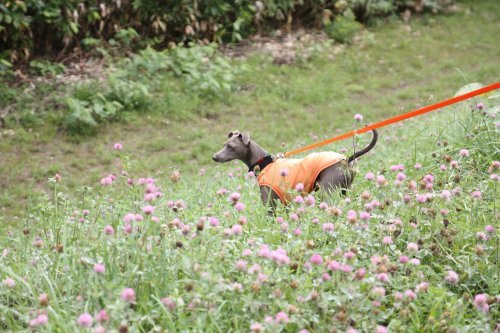 かりんと遊ぼっ♪