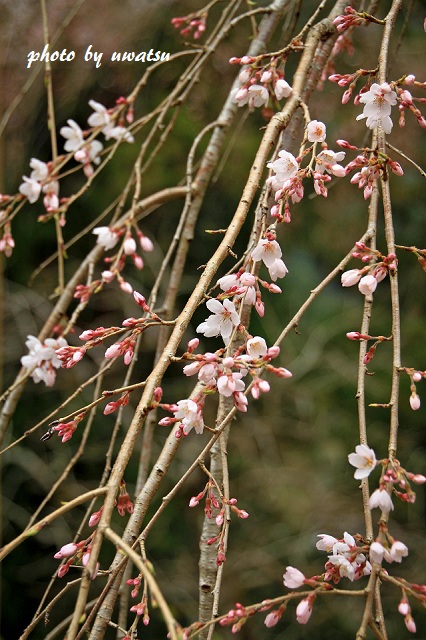 鬼北のしだれ桜 (4)