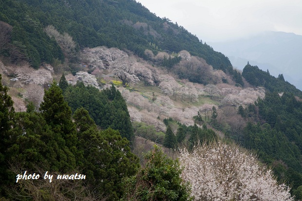 ひょうたん桜 (1)