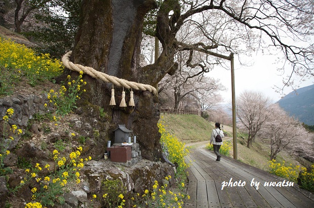 ひょうたん桜 (2)