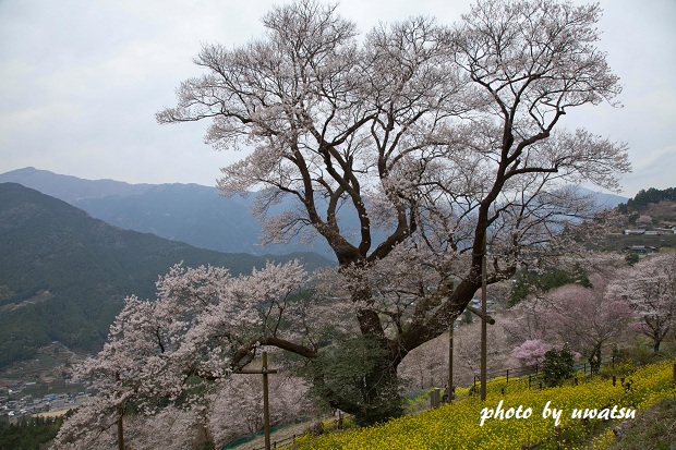 ひょうたん桜 (4)