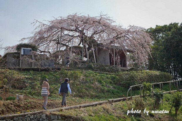 石畳のしだれ桜 (2)