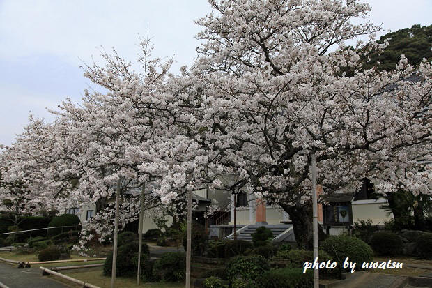 宇和島の桜 (1)