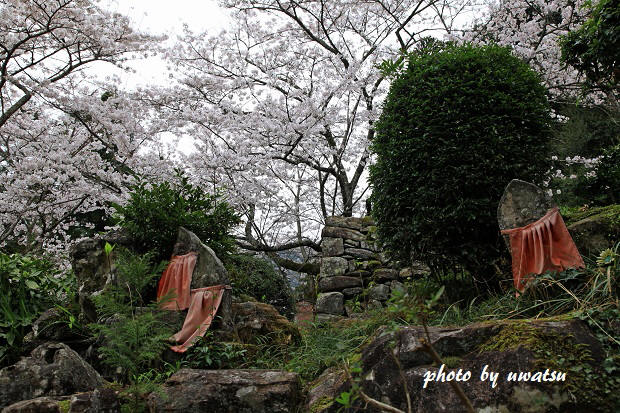 宇和島の桜 (4)