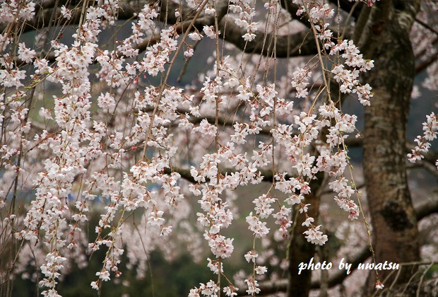 彌三吉桜 (4)