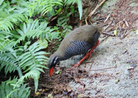 ヤンバルクイナ6