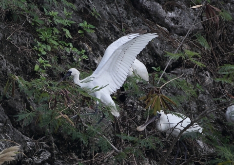 クロツラヘラサギ4