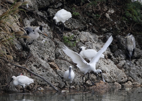 クロツラヘラサギ6