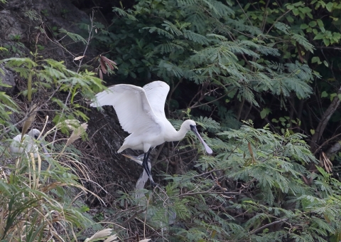 クロツラヘラサギ11