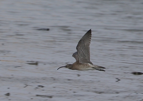 チュウシャクシギ11