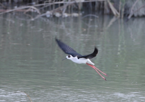 セイタカシギ13