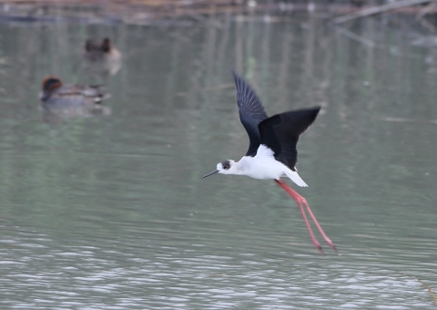 セイタカシギ14