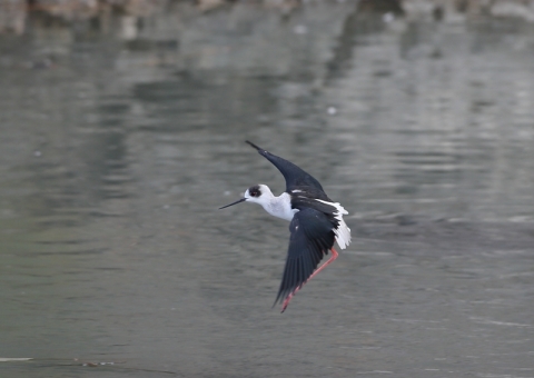 セイタカシギ15