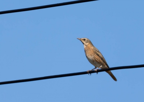 ハチジョウツグミ2