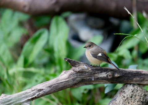 ジョウビタキ10