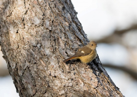 ジョウビタキ14