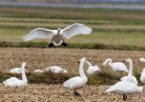 コハクチョウ14