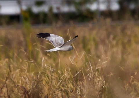 ハイイロチュウヒ1