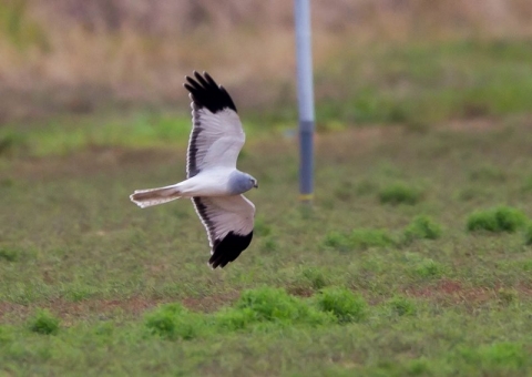 ハイイロチュウヒ2