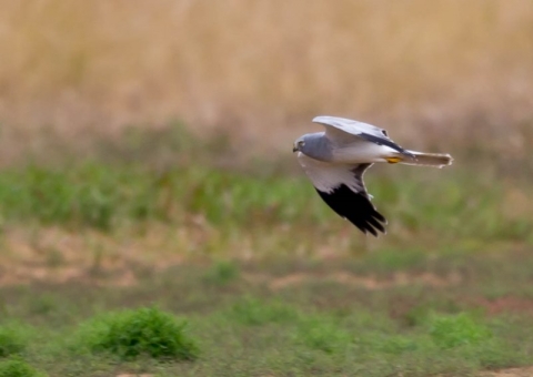 ハイイロチュウヒ8