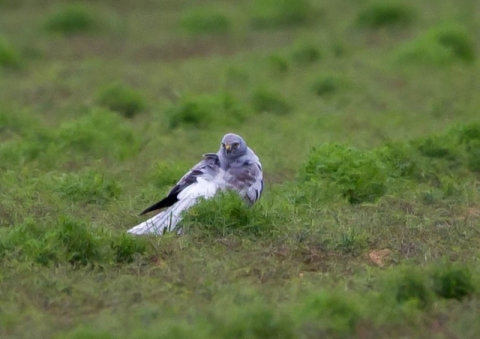 ハイイロチュウヒ7