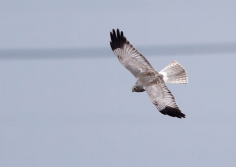 ハイイロチュウヒ13