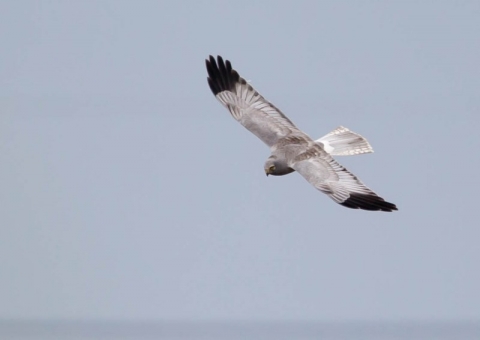 ハイイロチュウヒ14