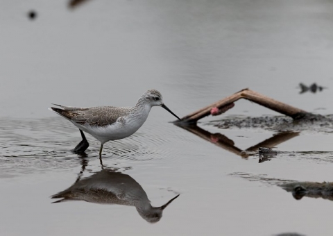 コアオアシシギ1