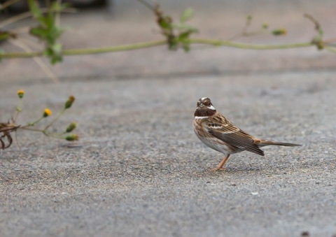 シラガホオジロ3