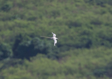 シラオネッタイチョウ1