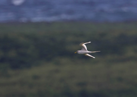 シラオネッタイチョウ4