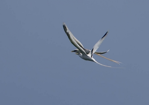 シラオネッタイチョウ11