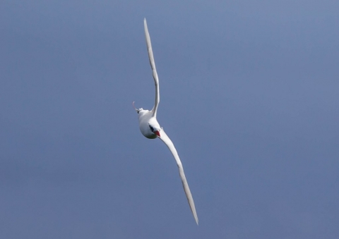 アカオネッタイチョウ4