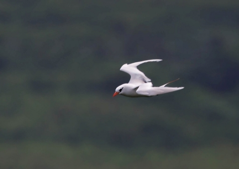 アカオネッタイチョウ6